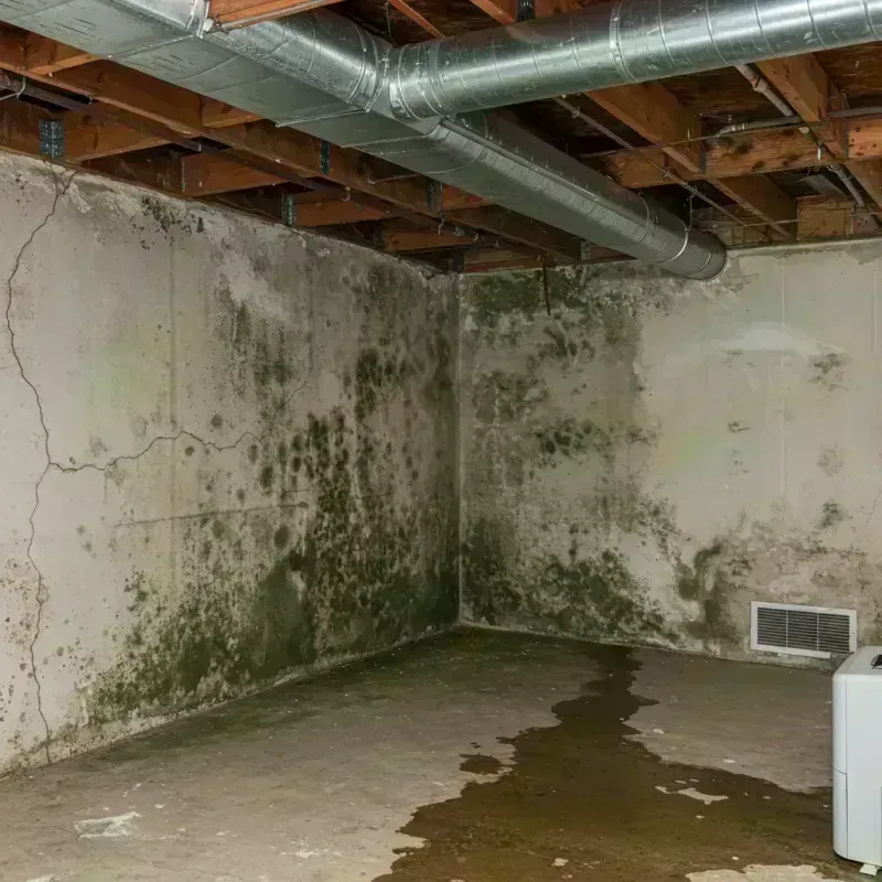 Professional Mold Removal in Lacon, IL